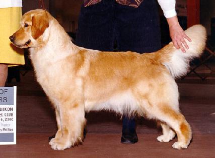 Golden Retrievers Pittsburgh