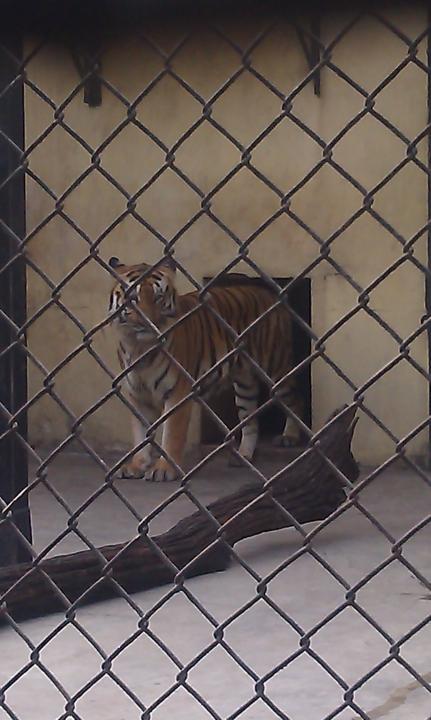 Royal Bengal Tiger