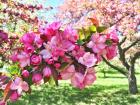 Jane Magnolia Tree | Delivery, Planting & 1-Year Warranty